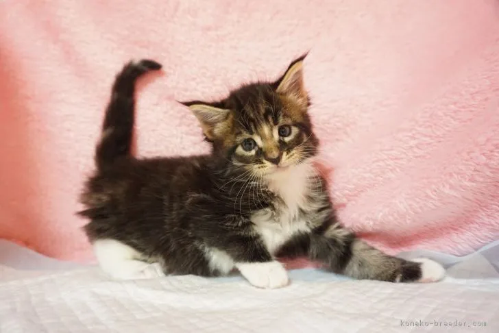 麦 様のお迎えした子猫