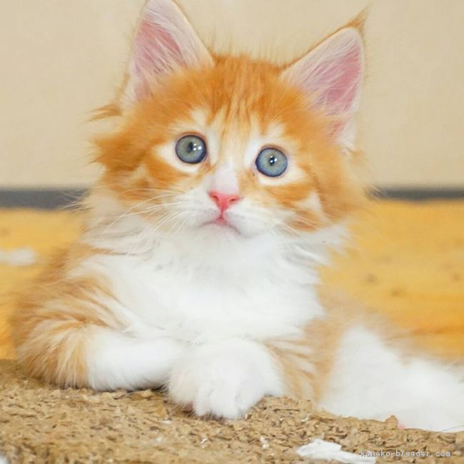 オスカー 様のお迎えした子猫