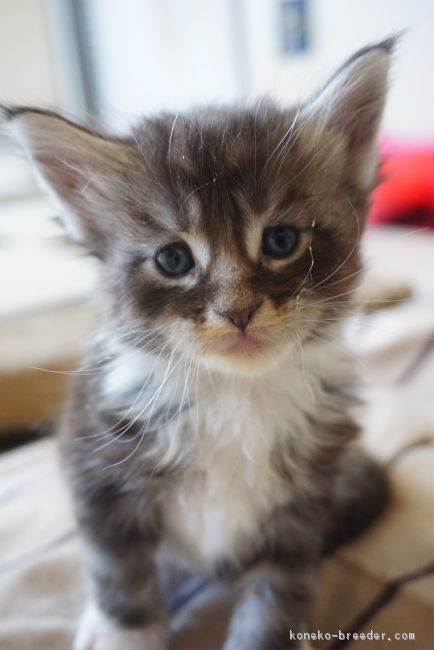 ID:1611-00760の子猫