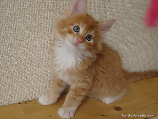 ID：1506-00587の子猫