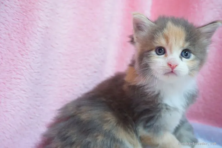ID：1707-00638の子猫