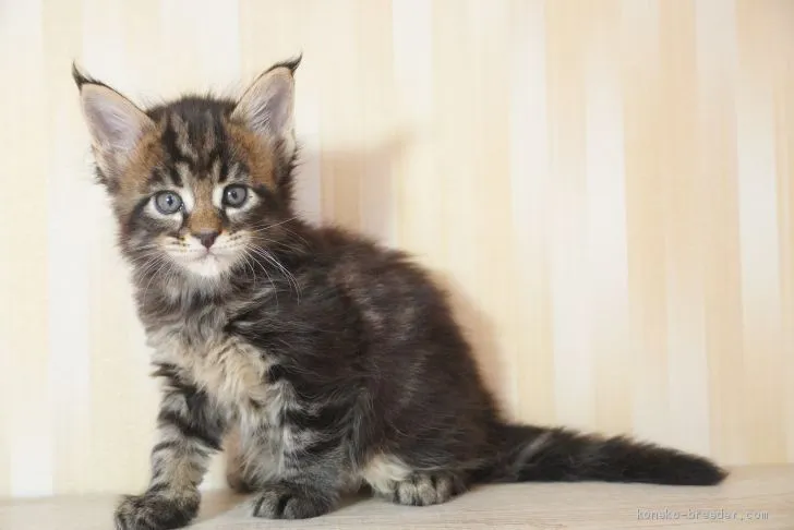ID：2012-00473の子猫