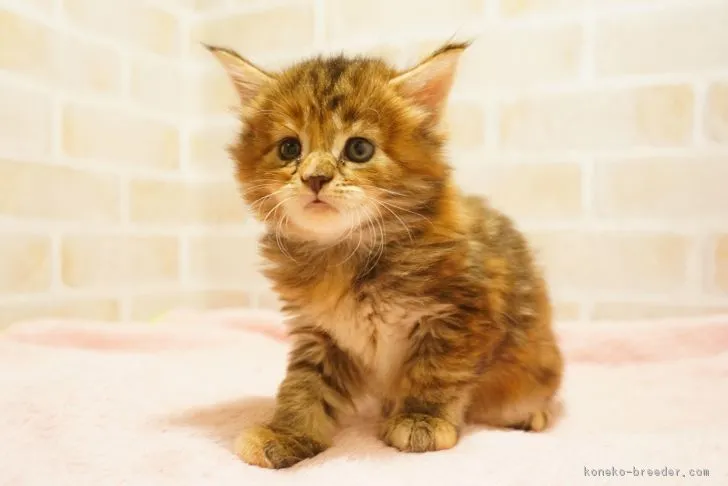 ID:1807-00280の子猫