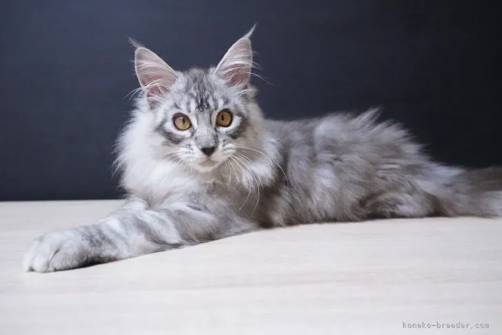 ID:2107-00576の子猫