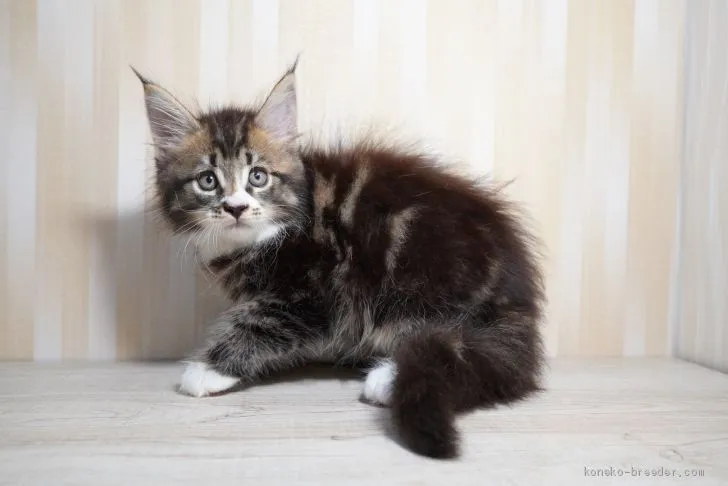ID:2009-01232の子猫