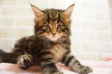 メインクーン【東京都・男の子・2018年6月17日・ブラウンクラシックタビー（長毛）】の写真「ジャンボサイズな男の子☆ブラウンくん」