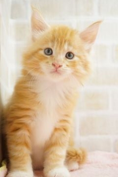 メインクーン【東京都・男の子・2018年6月17日・レッドクラシックタビー&ホワイト（長毛）】の写真「大きい子♥レッドくん！」