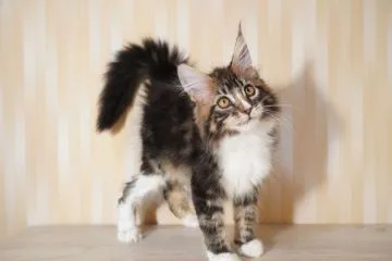フランシュリッペ　ねこちゃん可愛いウインドブレーカー　ブラウン 愛知県のスコティッシュフォールド ブラウンタビー＆ホワイト