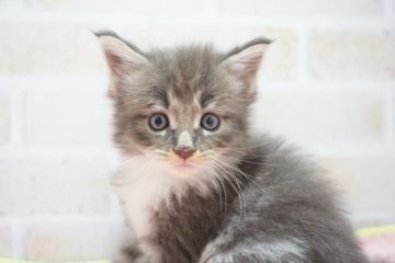 メインクーン【東京都・男の子・2018年9月17日・ブルータビー&ホワイト（長毛）】の写真「優しいお顔★大きくなりそうな予感！」