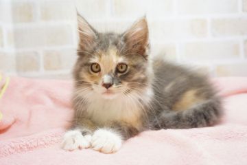 メインクーン【東京都・女の子・2018年9月20日・ブルーパッチドタビー&ホワイト（長毛）】の写真「パステル三毛♡ご見学時連れ帰り可」
