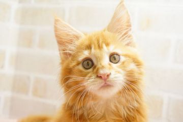 メインクーン【東京都・男の子・2018年8月21日・レッドクラシックタビー（長毛）】の写真「ワクチン済☆お連れ帰り可！」