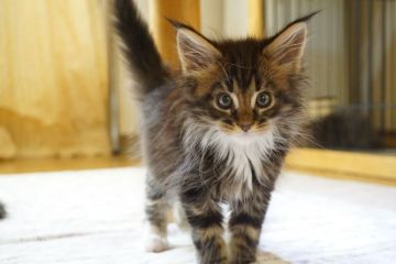 メインクーン【東京都・女の子・2018年11月9日・ブラウンタビー&ホワイト（長毛）】の写真「お留守番も安心サイズ★元気イッパイ」