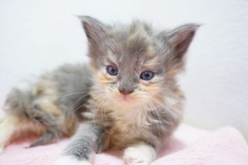 メインクーン【東京都・女の子・2018年2月22日・ダイリュートキャリコ（長毛）】の写真「パステルカラー♡猫の日生まれ」