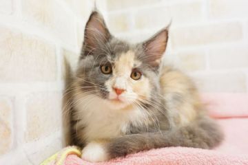 メインクーン【東京都・女の子・2018年9月17日・ダイリュートキャリコ（長毛）】の写真「秘蔵っ子！ダイリュートキャリコちゃん♥」
