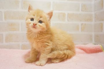 メインクーン【東京都・女の子・2018年8月21日・クリームタビー（長毛）】の写真「レアカラー♡可愛いです！！」