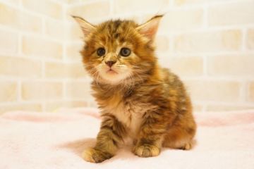 メインクーン【東京都・女の子・2018年6月17日・ブラウンパッチドタビー（長毛）】の写真「綺麗な毛色♥めちゃキュート！」
