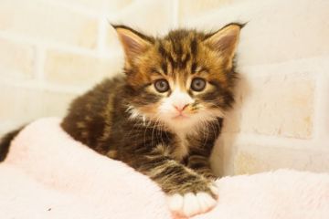 メインクーン【東京都・女の子・2018年6月18日・ブラウンクラシックタビー&ホワイト（長毛）】の写真「可愛い♥メインクーンちゃん」