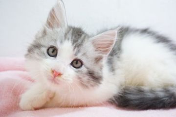 メインクーン【東京都・男の子・2018年3月9日・シルバータビー&ホワイト（長毛）】の写真「優しいお顔♥ご見学時お連れ帰り可」