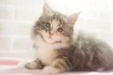 メインクーン【東京都・女の子・2019年1月1日・ブルーパッチドタビー&ホワイト】の写真1「２月２６日撮影」