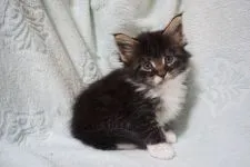 メインクーン【東京都・女の子・2016年11月16日・ブラウンタビー&ホワイト】の写真1「12月20日撮影」