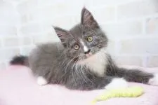 メインクーン【東京都・男の子・2018年9月20日・ブルー&ホワイト】の写真1「11月28日」