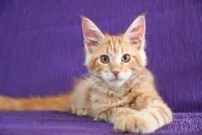 メインクーン【東京都・男の子・2021年7月16日・レッドクラシックタビー】の写真1