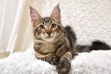 メインクーン【東京都・女の子・2021年5月9日・ブラウンクラシックタビー】の写真1