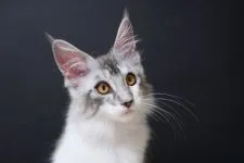 メインクーン【東京都・女の子・2021年3月6日・シルバークラシックタビー&ホワイト】の写真2