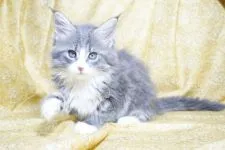 メインクーン【東京都・女の子・2019年6月28日・ブルータビー&ホワイト】の写真2