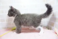 メインクーン【東京都・男の子・2018年9月20日・ブルー&ホワイト】の写真2