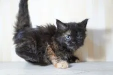 メインクーン【東京都・女の子・2020年4月18日・トーティー】の写真3