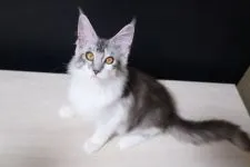 メインクーン【東京都・女の子・2021年3月6日・シルバークラシックタビー&ホワイト】の写真3