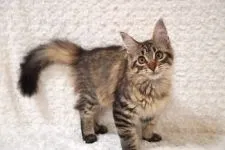 メインクーン【東京都・女の子・2021年5月9日・ブラウンマッカレルタビー】の写真3