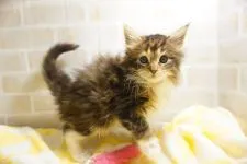 メインクーン【東京都・女の子・2018年12月24日・ブラウンパッチドタビー&ホワイト】の写真4