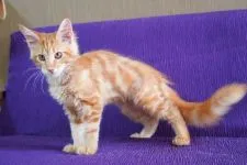 メインクーン【東京都・男の子・2021年7月16日・レッドクラシックタビー】の写真4