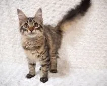 メインクーン【東京都・女の子・2021年5月9日・ブラウンマッカレルタビー】の写真4