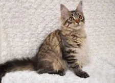 メインクーン【東京都・女の子・2021年5月9日・ブラウンマッカレルタビー】の写真5