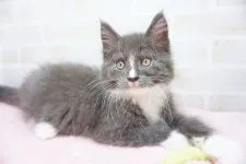 メインクーン【東京都・男の子・2018年9月20日・ブルー&ホワイト】の写真5