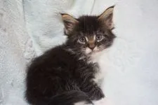 メインクーン【東京都・女の子・2016年11月16日・ブラウンタビー&ホワイト】の写真5