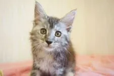 メインクーン【東京都・女の子・2018年4月15日・シルバーパッチドタビー&ホワイト】の写真5