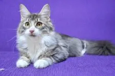 メインクーン【東京都・女の子・2021年6月6日・ブルークラシックタビー&ホワイト】の写真5