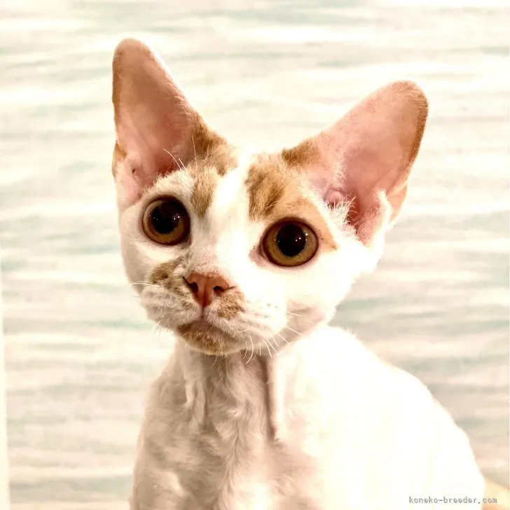 ID：2306-02123の子猫