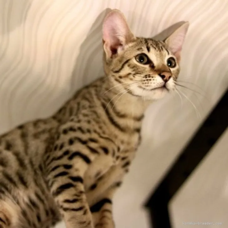 ID：2303-00206の子猫