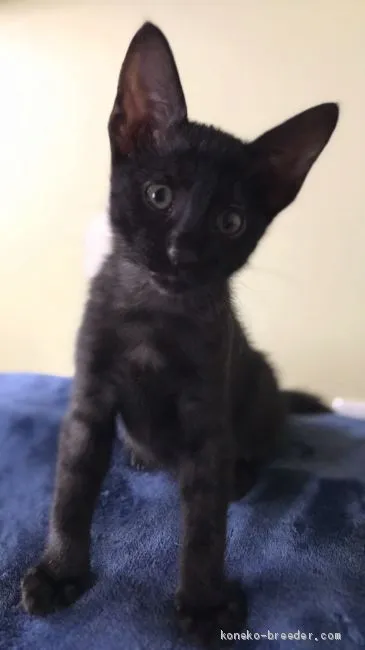 ID：1909-00804の子猫