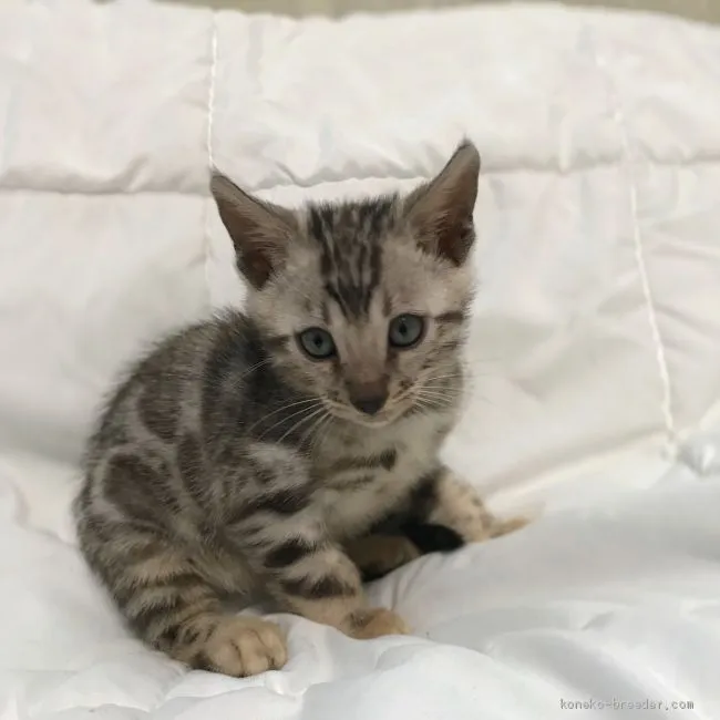 ID：1909-01818の子猫