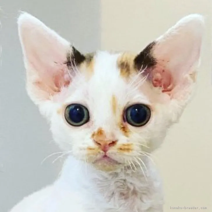 ID:2307-01347の子猫