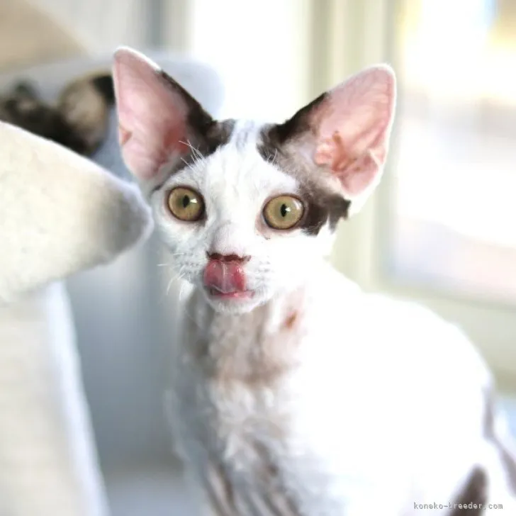 ID:2303-00176の子猫