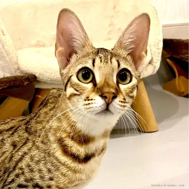 ID：2406-01949の子猫