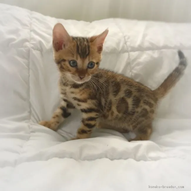 ID：1909-01816の子猫