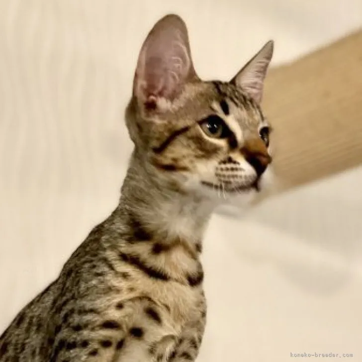ID：2308-00909の子猫